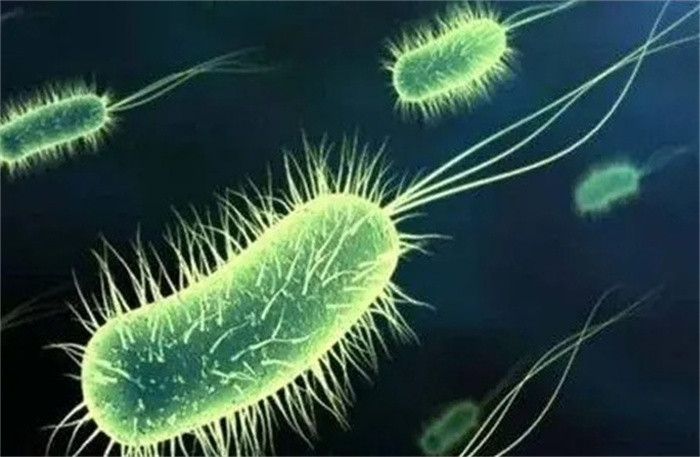 人造细菌进化能力超越自然（基因组简化细胞也能突变）