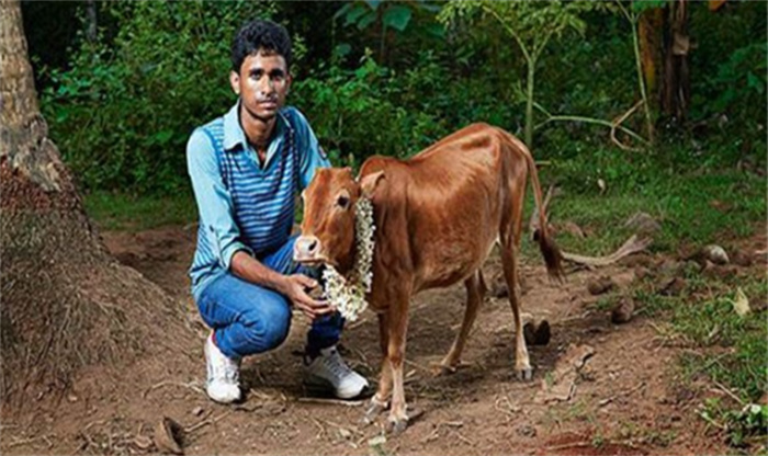 世界上最小的牛是什么牛（印度瘤牛）