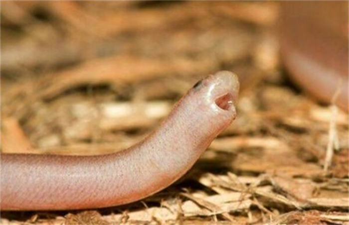 世界上最小的蛇叫什么名字（盲蛇）