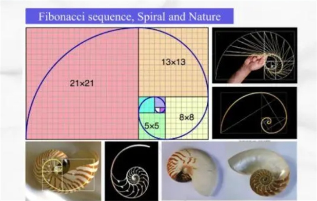 大自然的隐秘技能：神奇的Fibonacci数列（收敛于黄金分割数）